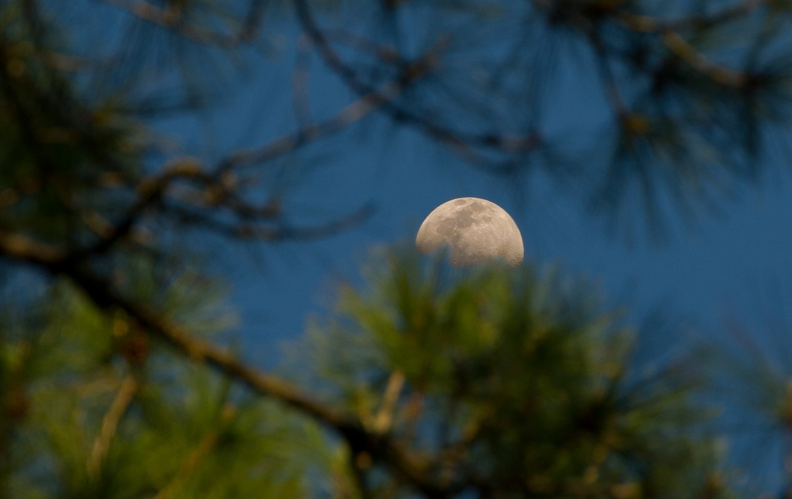 "Moon through the pines" stock image