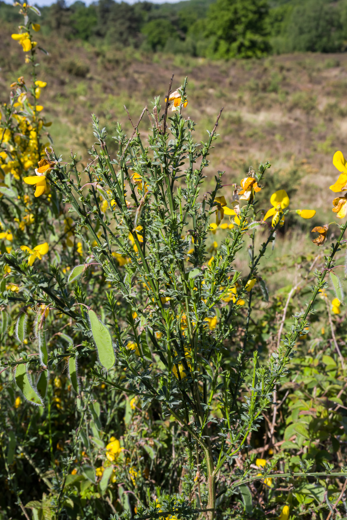"Common Broom" by Gordon England - $12.12 "Common Broom" stock image