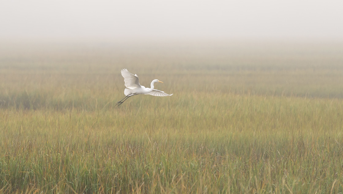 "Great white heron flying" stock image