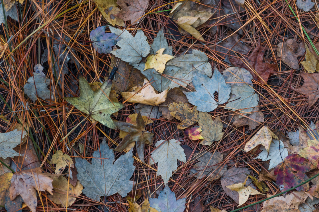 "Leaves and pine straw" stock image