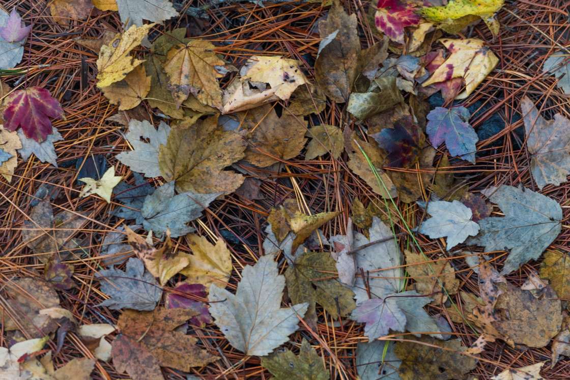 "Leaves and pine straw" stock image