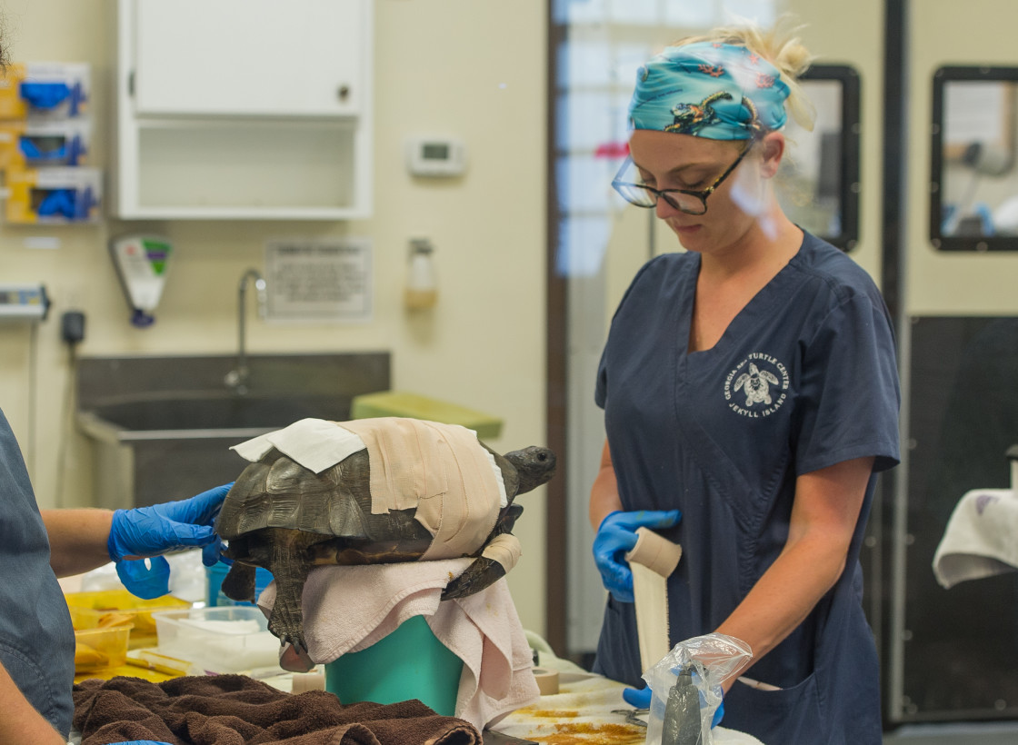 "Veterinarians treating a gopher tortoise" stock image