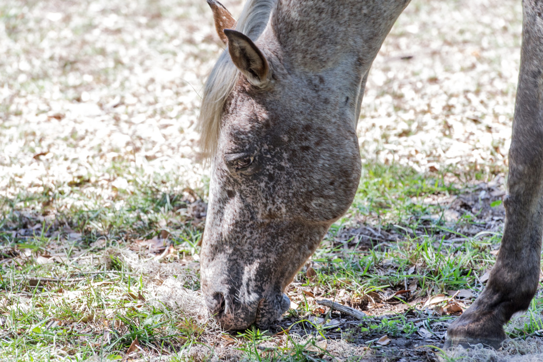 "Wild horses grazing on Cumberland Island, Georgia" stock image