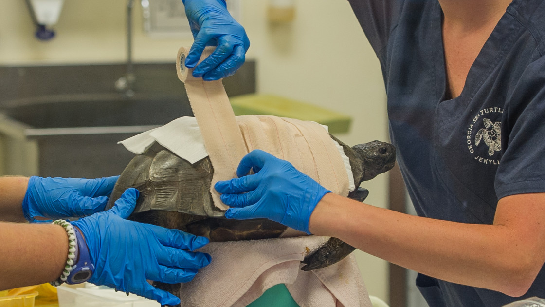 "Veterinarians treating a gopher tortoise" stock image