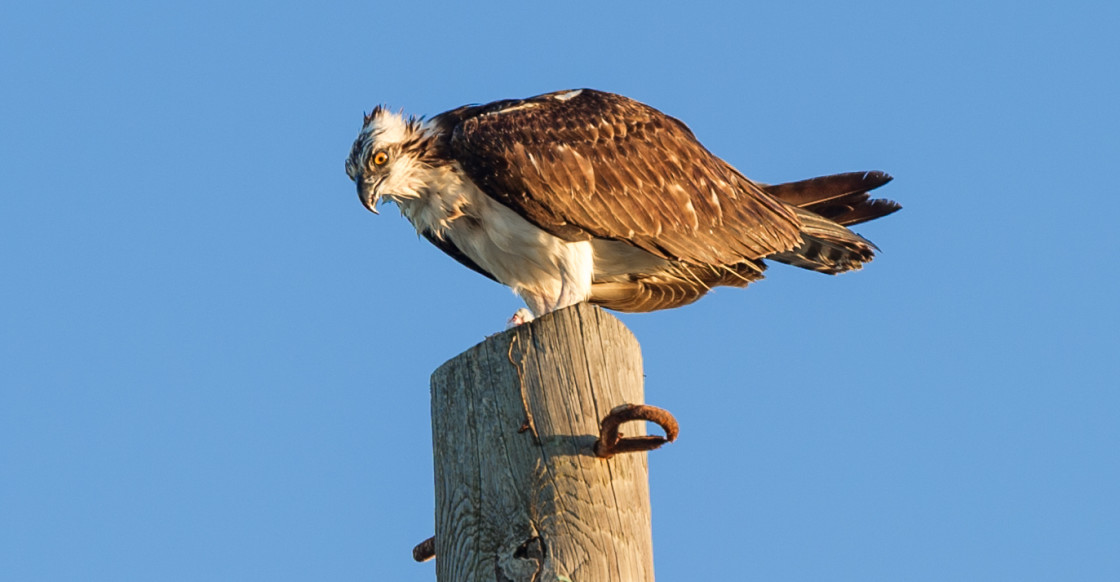 "Osprey eating fish" stock image