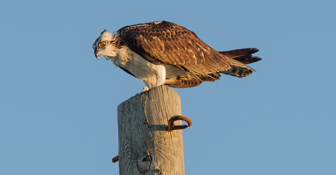 "Osprey eating fish" stock image