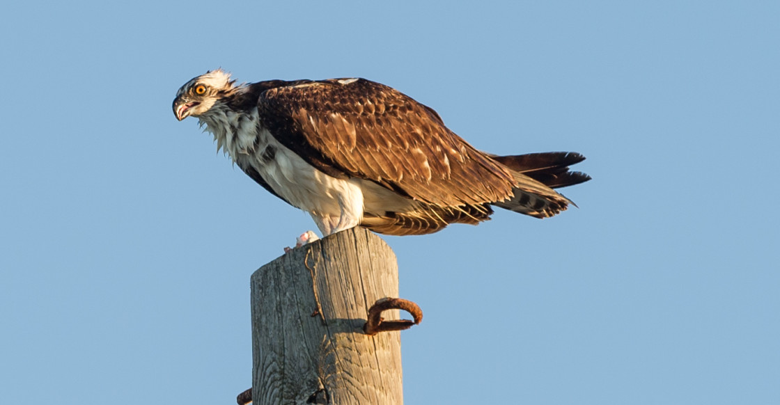 "Osprey eating fish" stock image