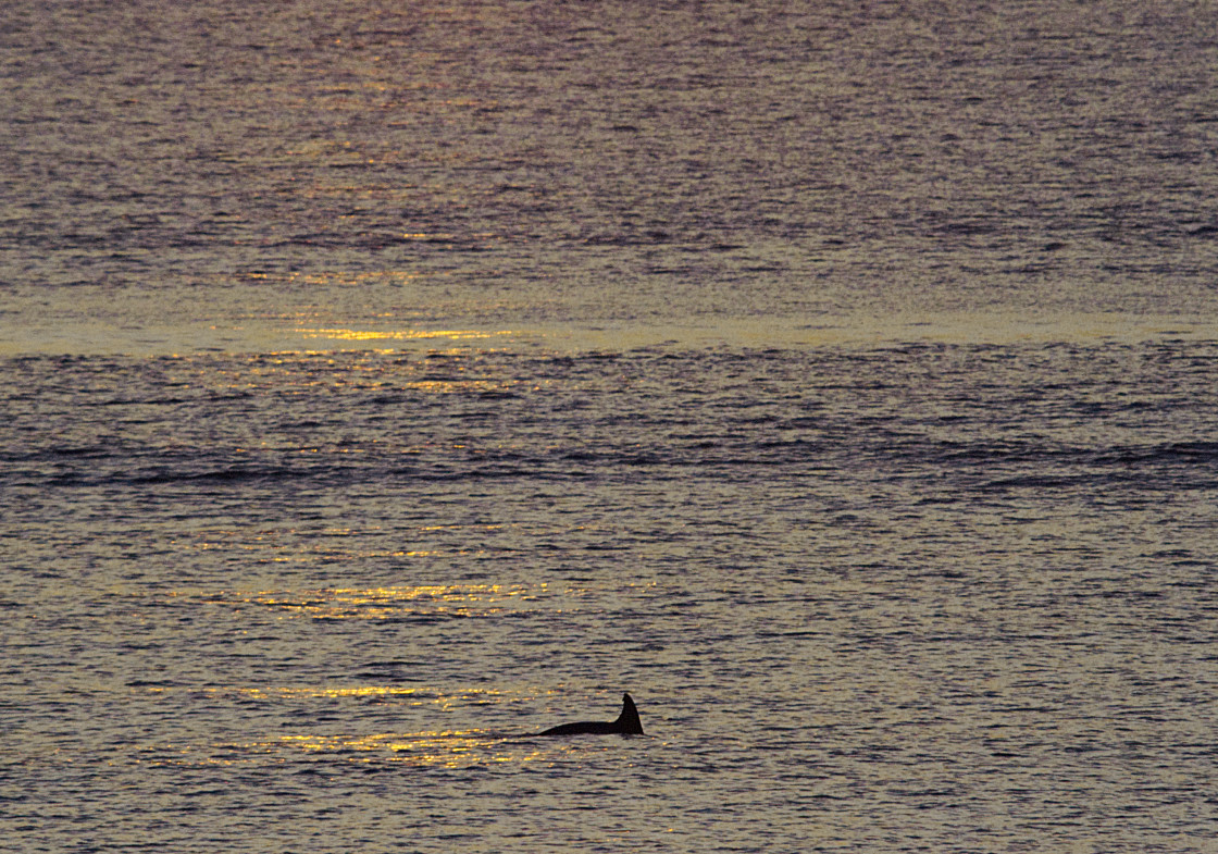 "Dolphin at the surface of the water" stock image