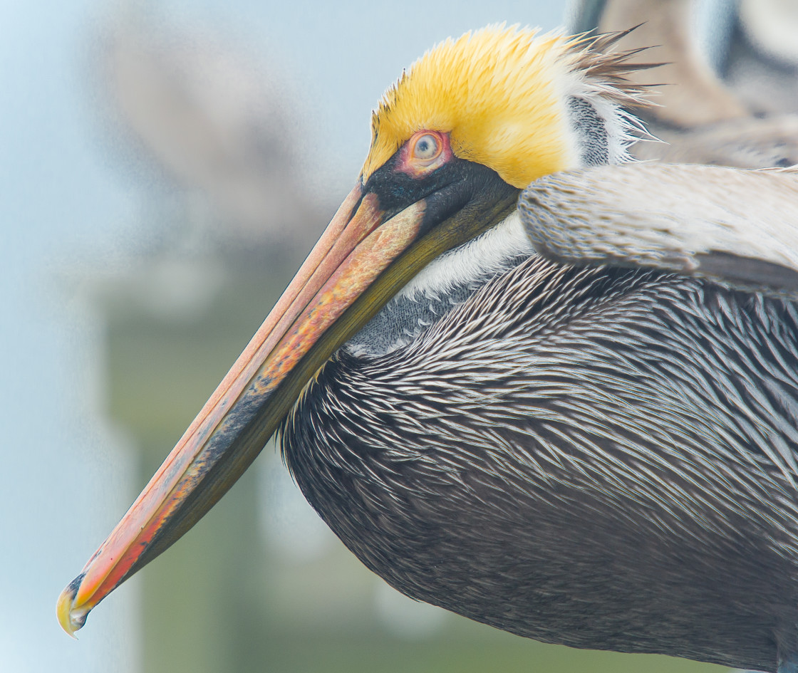 "Pelicans" stock image