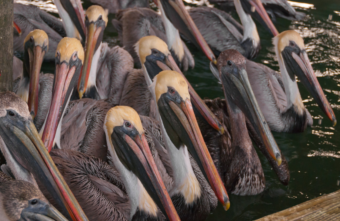 "Pelicans" stock image