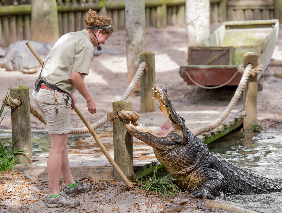 "Alligator being fed by a trainer" stock image