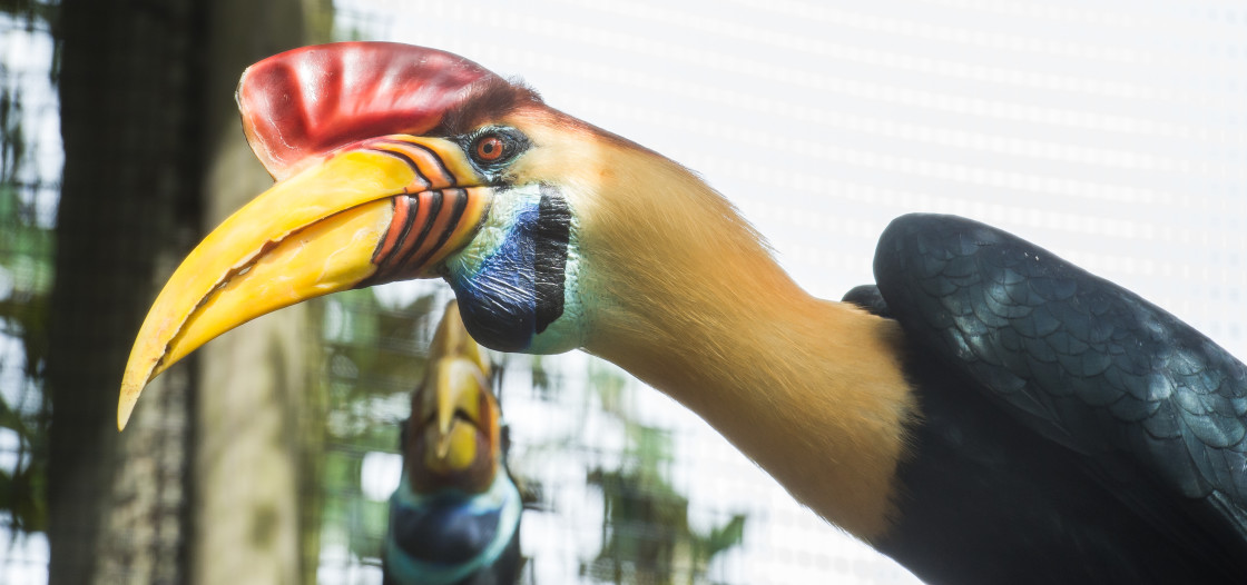 "Red-knobbed Hornbill" stock image