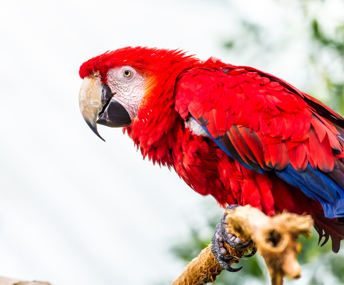 "Red Macaw" stock image