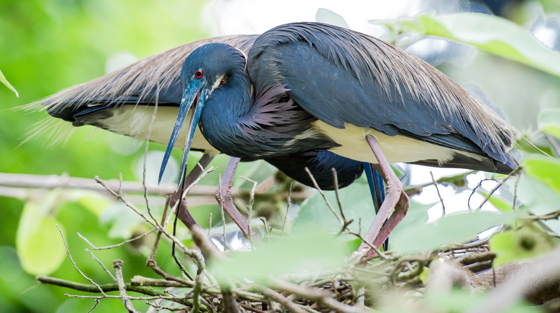 "Tri-color heron nest" stock image