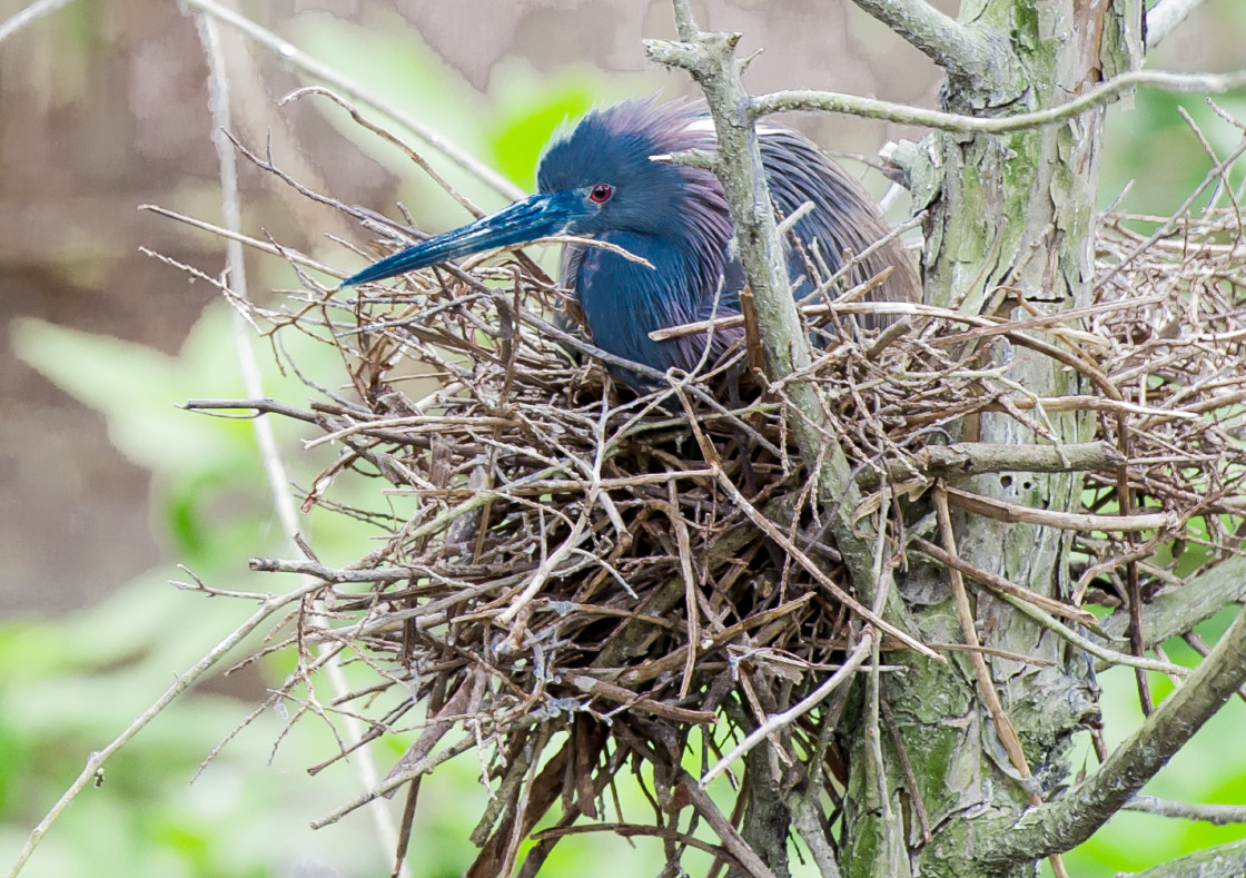 "Baby Tri-color heron in the nest" stock image