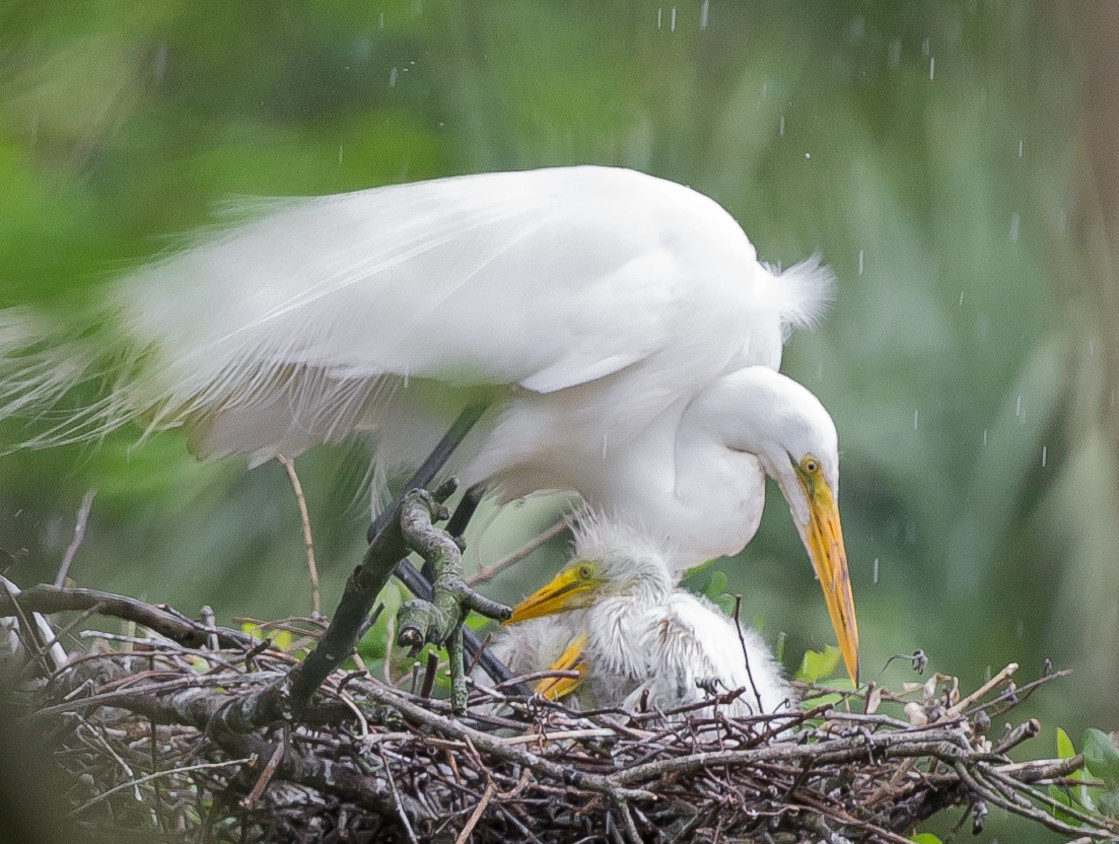 "Great white heron and baby in the nest" stock image