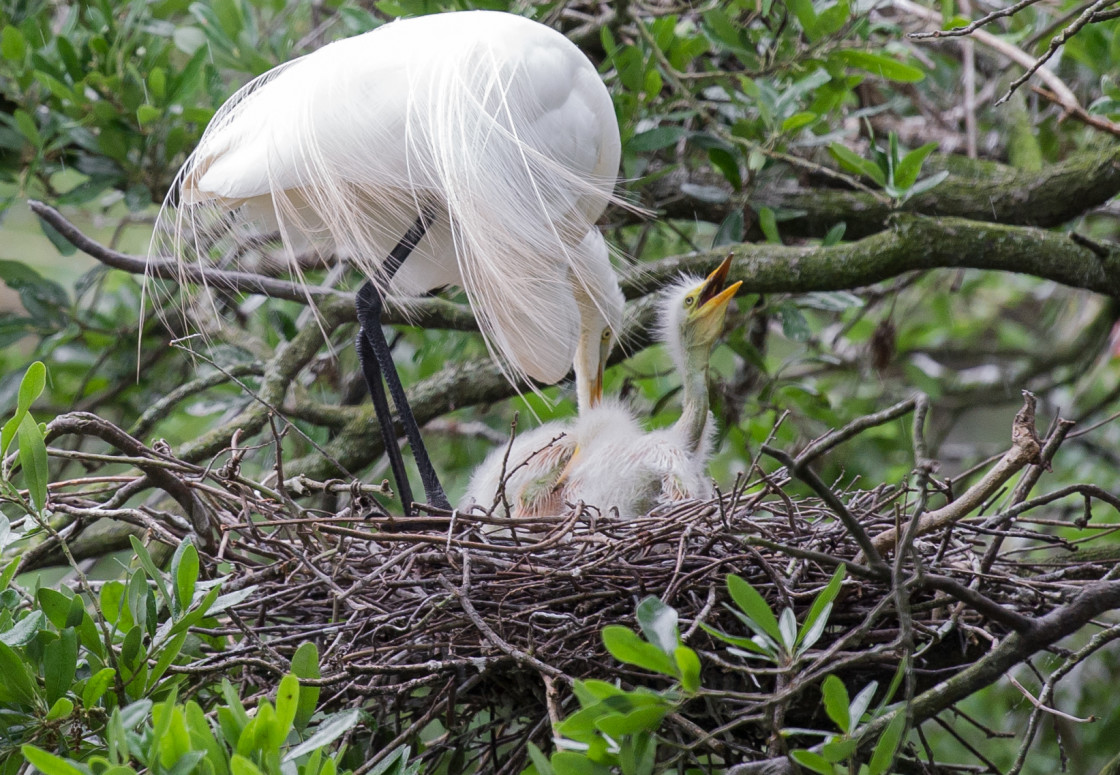 "Great white heron and baby in the nest" stock image