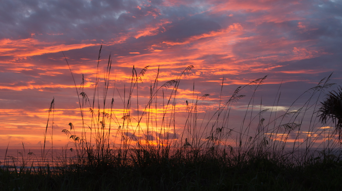 "Beach sea oats at sunrise" stock image