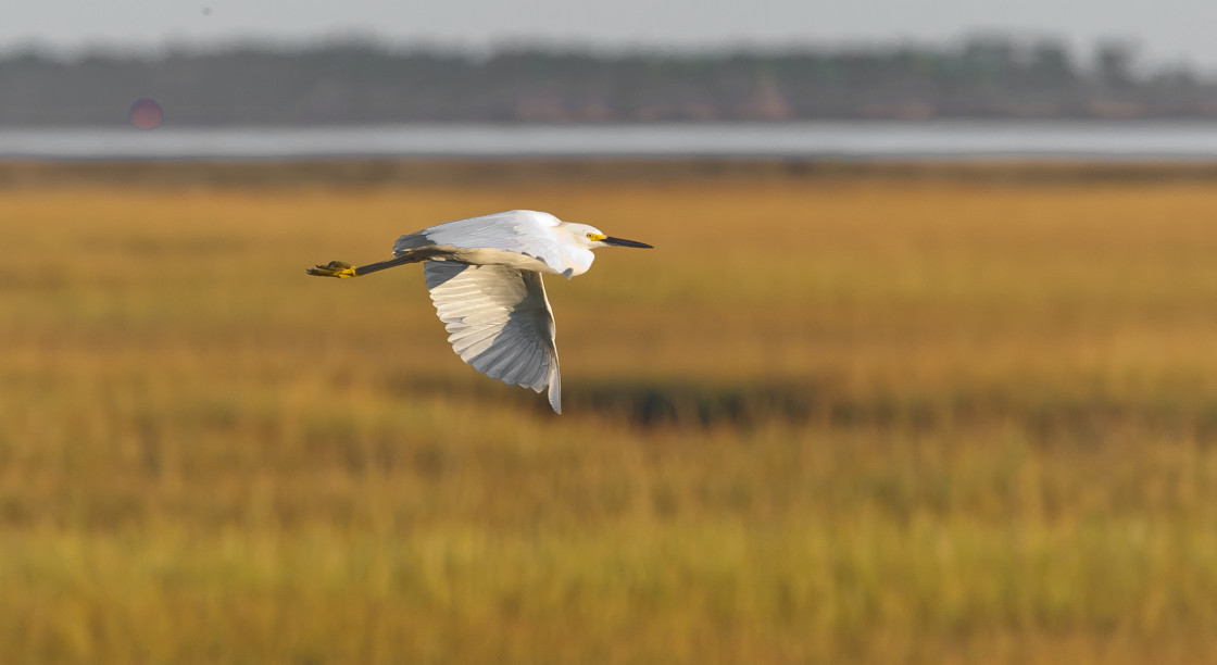 "White egret flying" stock image