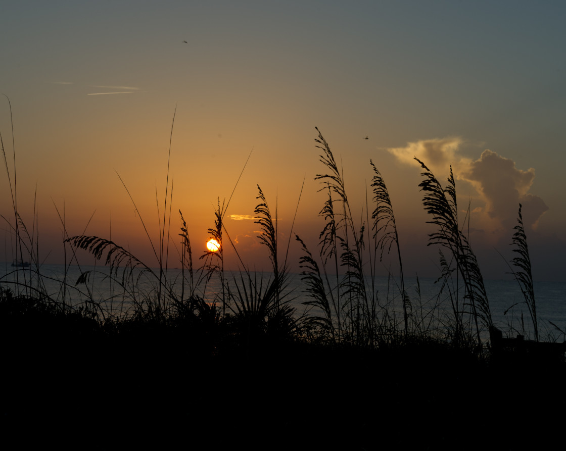 "Beach and sea oats at sunrise" stock image