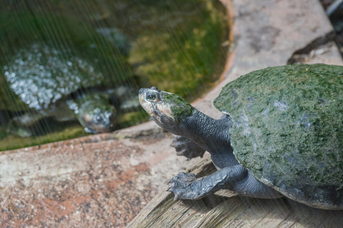 "Soft shelled turtles" stock image