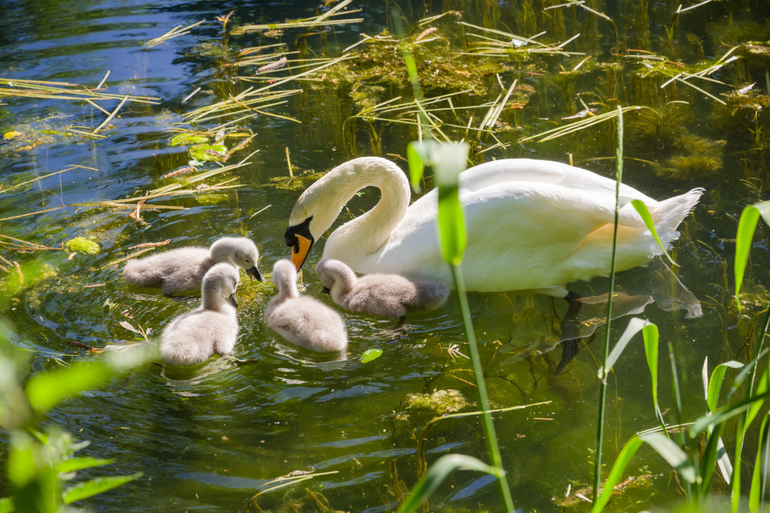 "Mute Swan with Babies" stock image