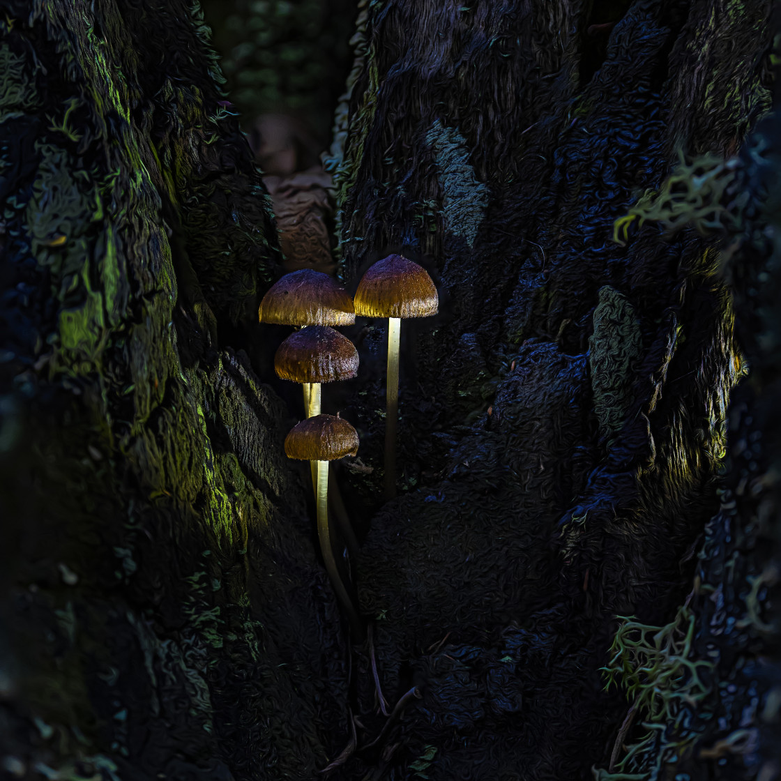 "Fungi#1" stock image