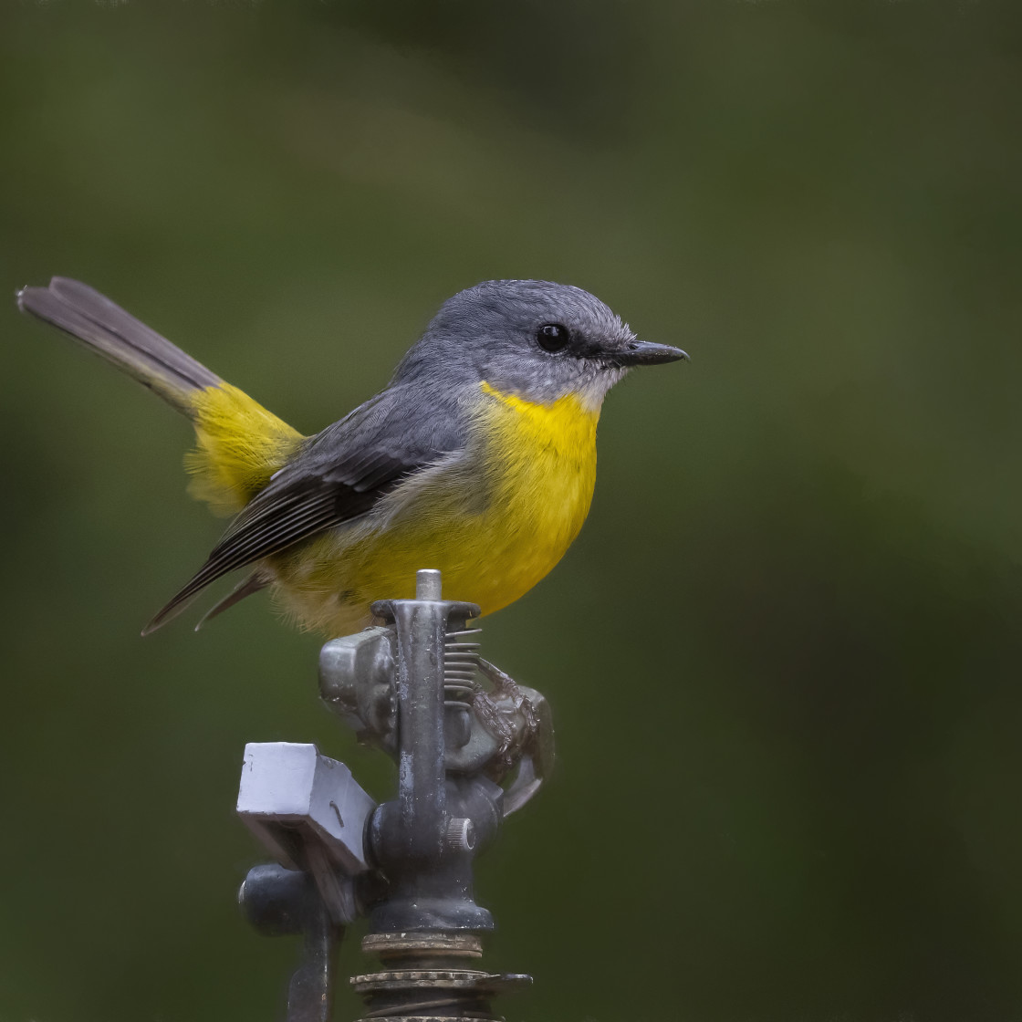 "Eastern Yellow Robin" stock image