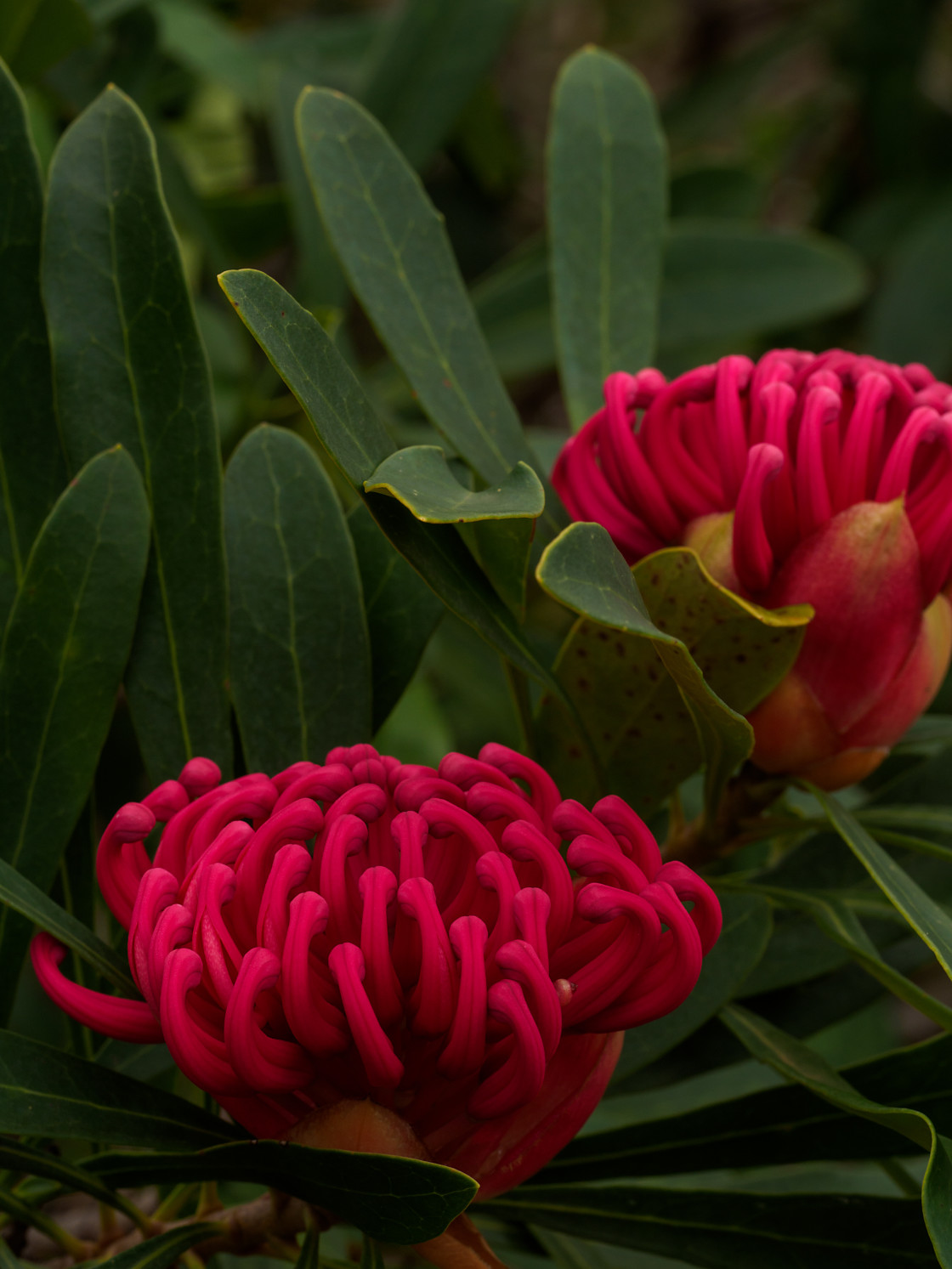 "Teopea speciosissama" stock image