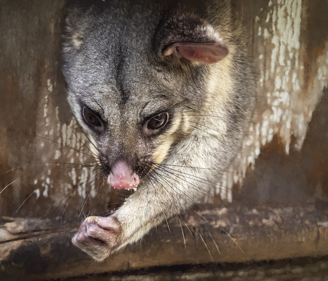 "Common Brush Tail Possum" stock image