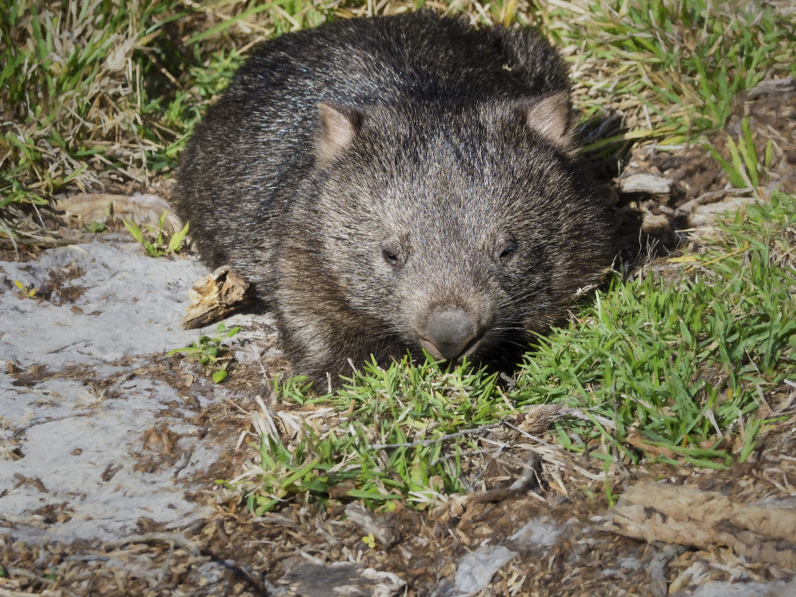 "Wombat" stock image