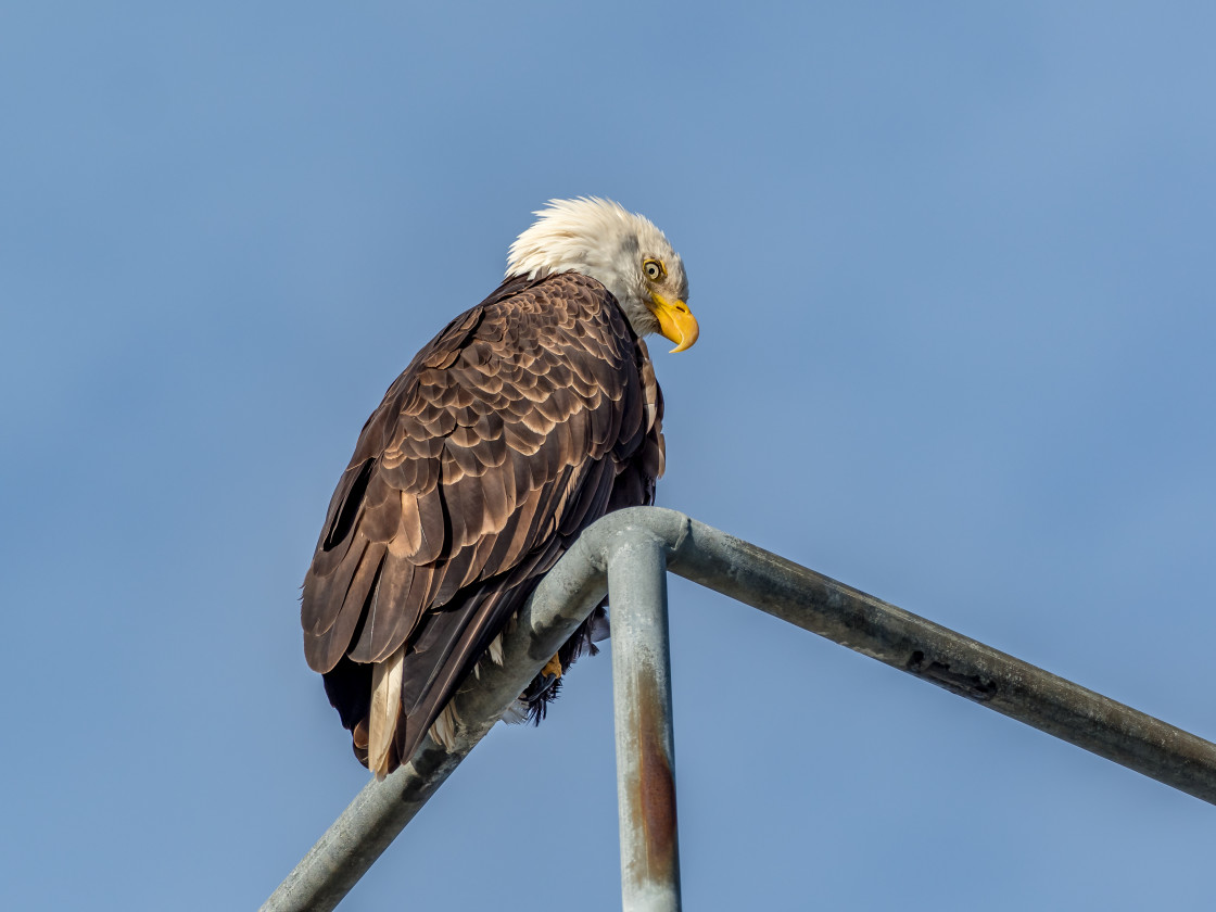 "Eagle" stock image