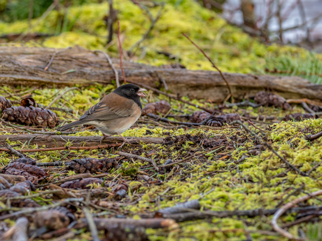 "Junco" stock image