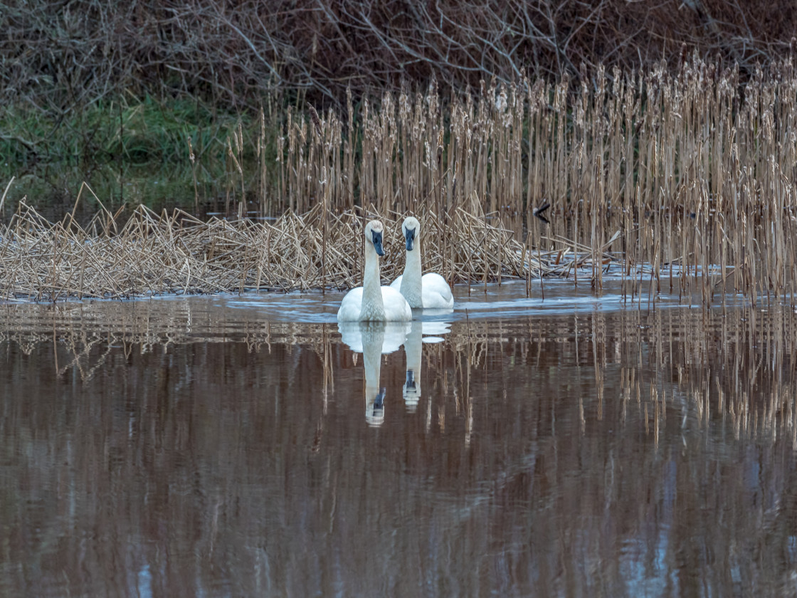 "Swans" stock image