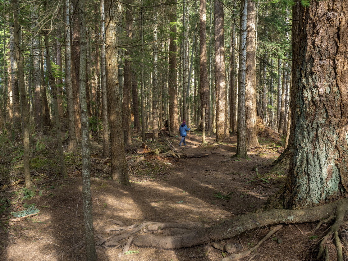 "Walk in the Forest" stock image