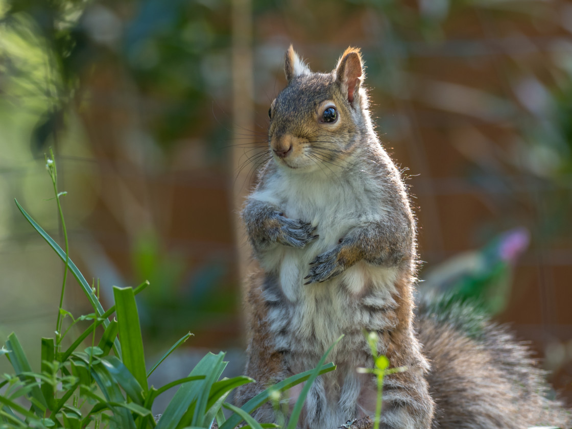 "Squirrel" stock image