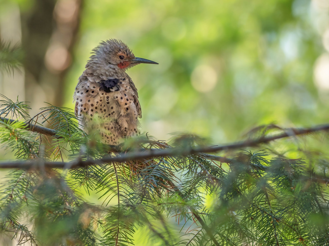 "Northern Flicker" stock image