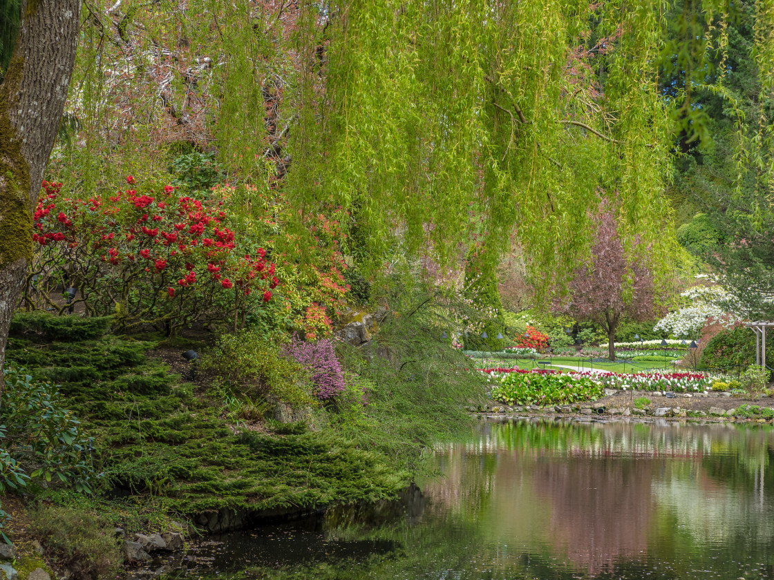 "Summer Garden" stock image