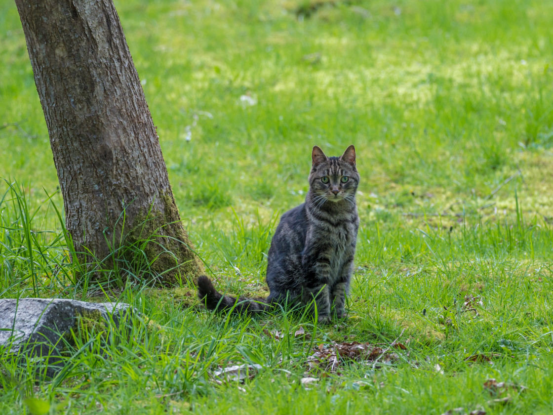 "Pretty Cat" stock image