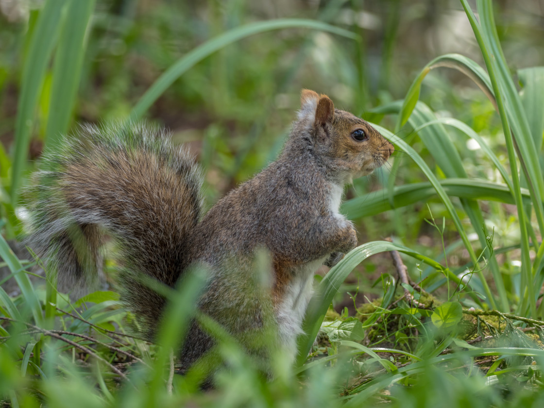 "Squirrel" stock image