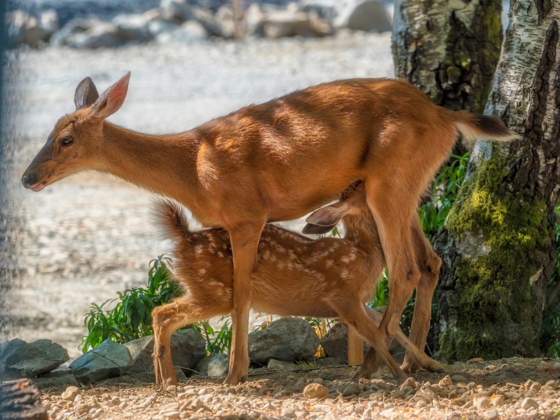 "Mother and Baby" stock image