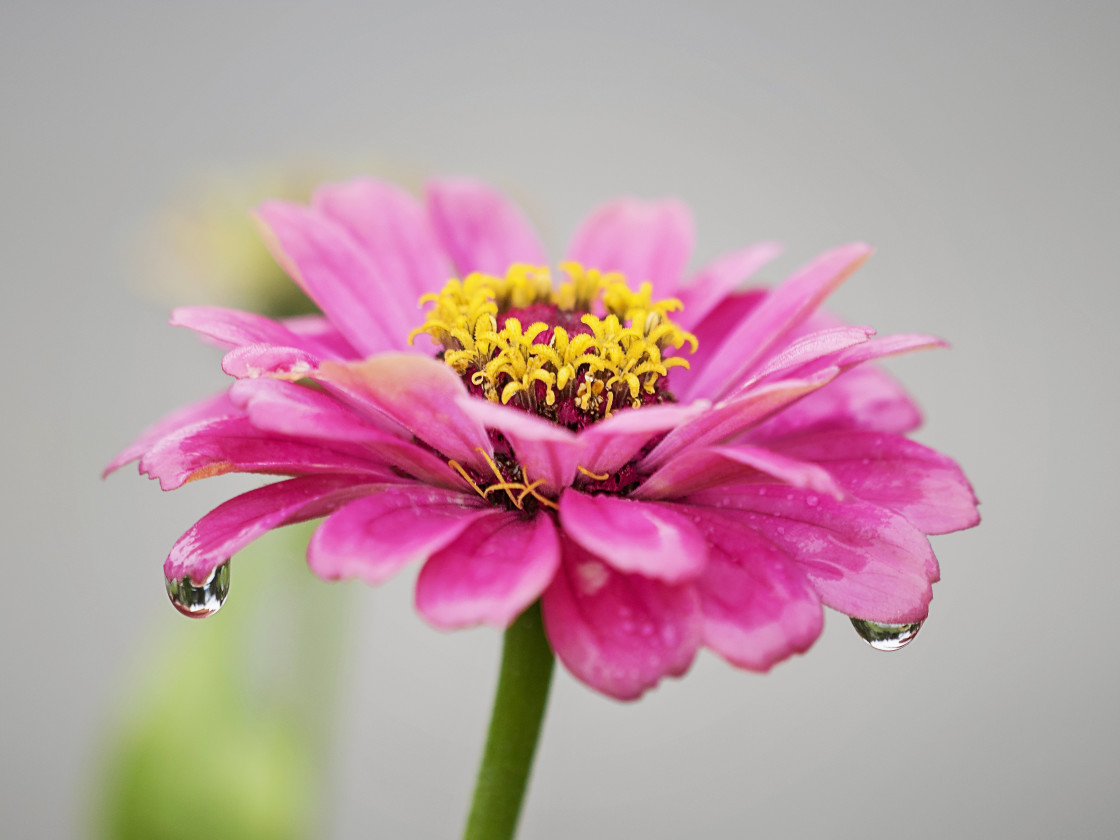 "Pretty Pink" stock image