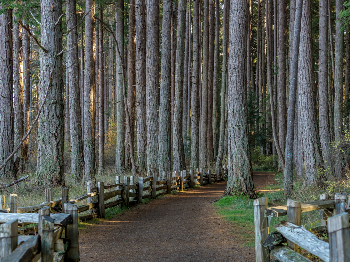 "Trail" stock image