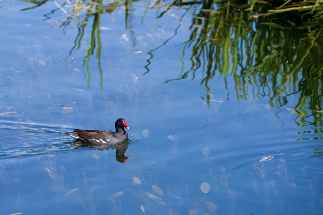 "Moorhen" by Gordon England - $12.70 "Moorhen" stock image