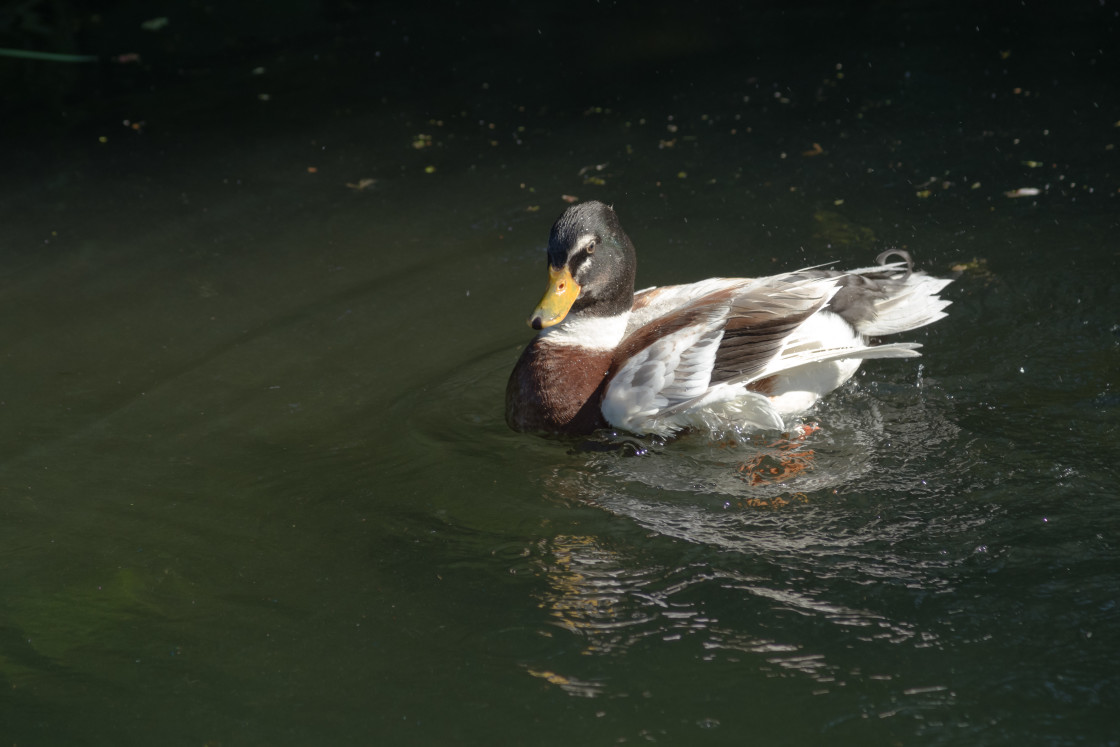 "Mallard Cross-breed or Hybrid" by Gordon England - $12.12 "Mallard Cross-breed or Hybrid" stock image