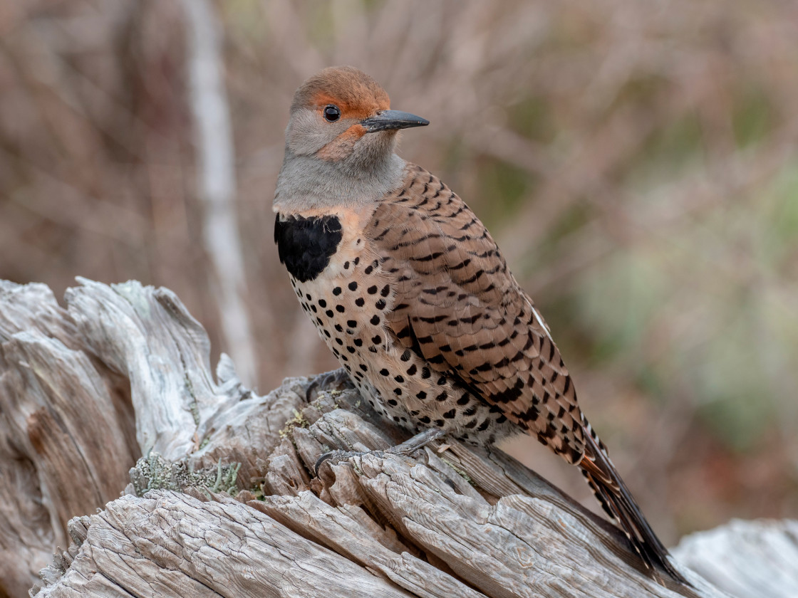 "Northern Flicker" stock image