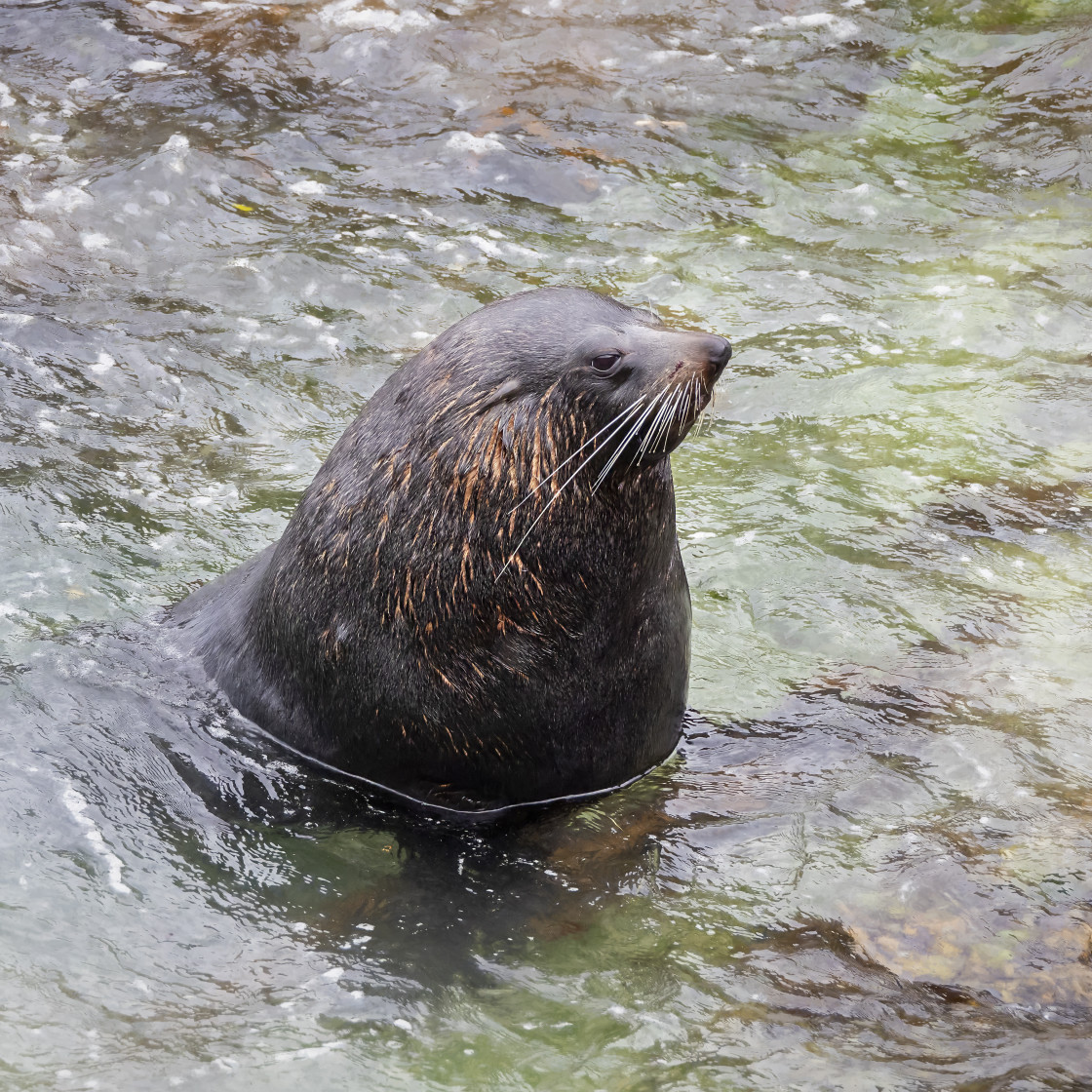 "New Zealand Fur Seal" stock image