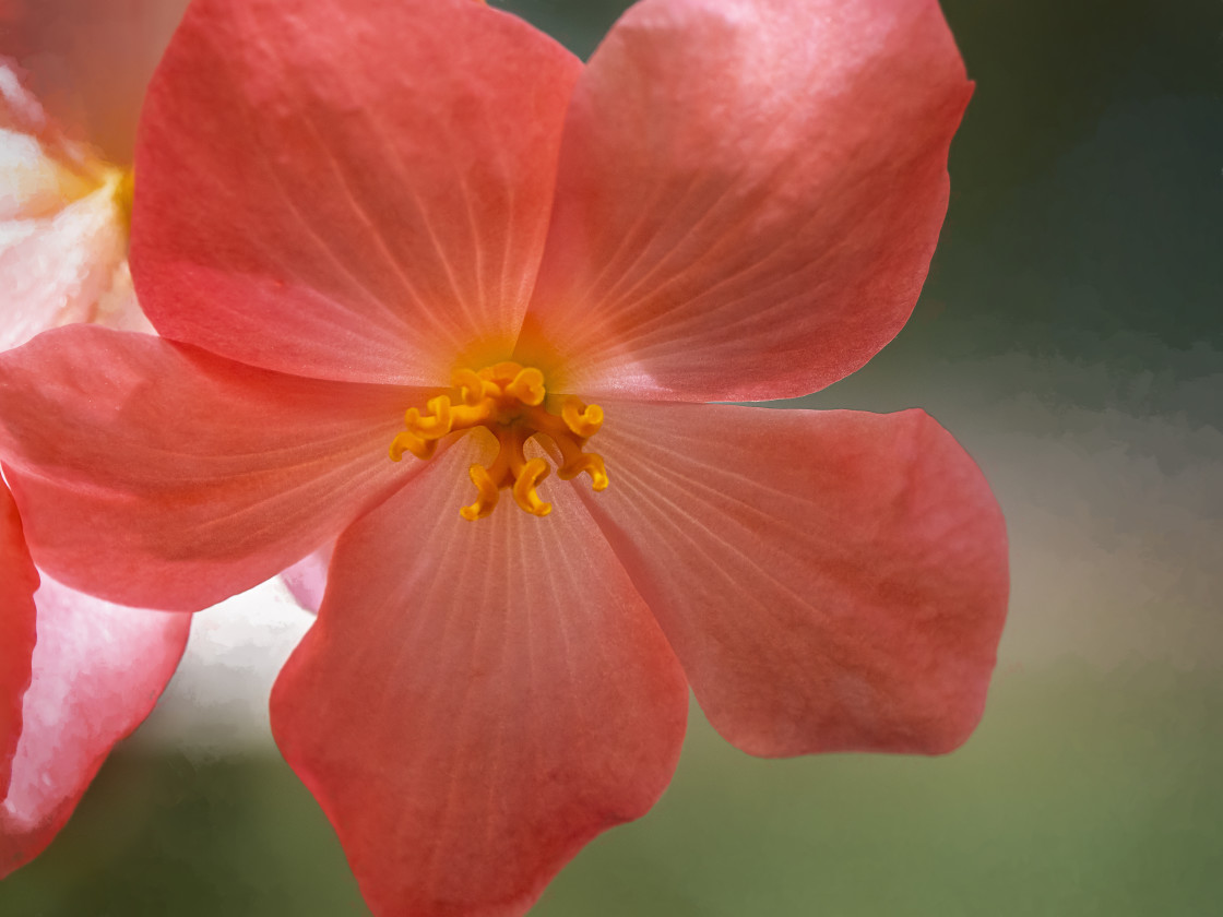 "Begonia#3" stock image