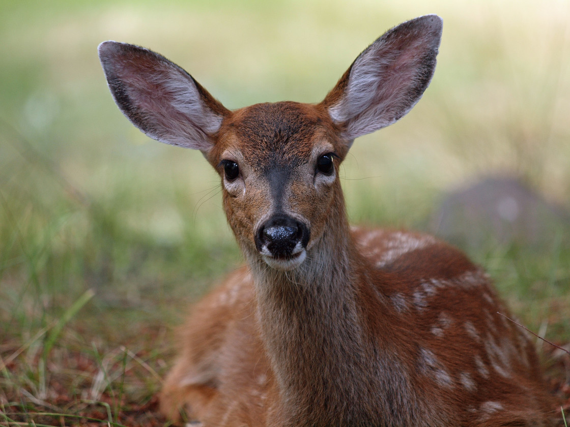 "Deer" stock image