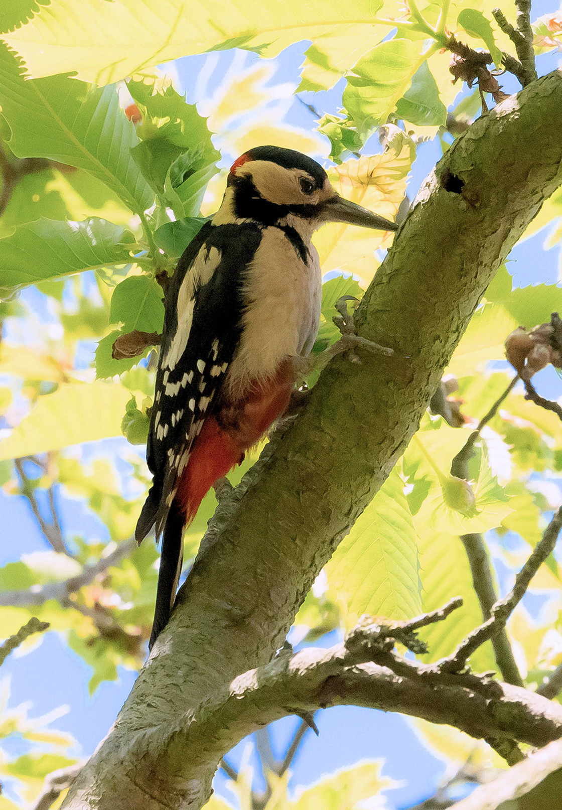 "Greater Spotted Woodpecker ~ Male" stock image